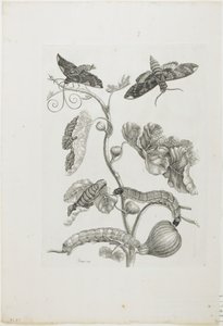 Vlinders, Rupsen en Plant door Maria Sibylla Merian